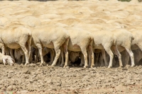 Schutz in der Menge.jpg